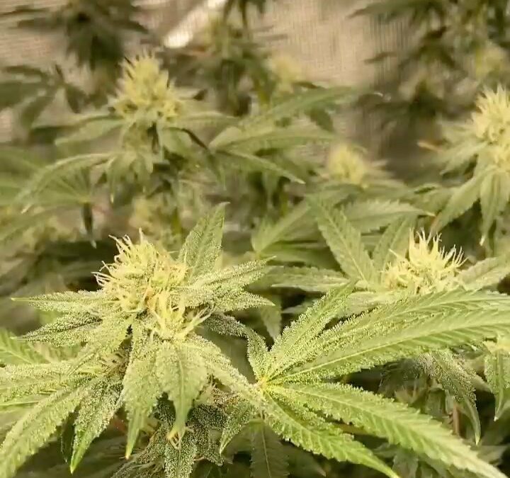 Potent Roots grown flower