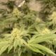 Potent Roots grown flower