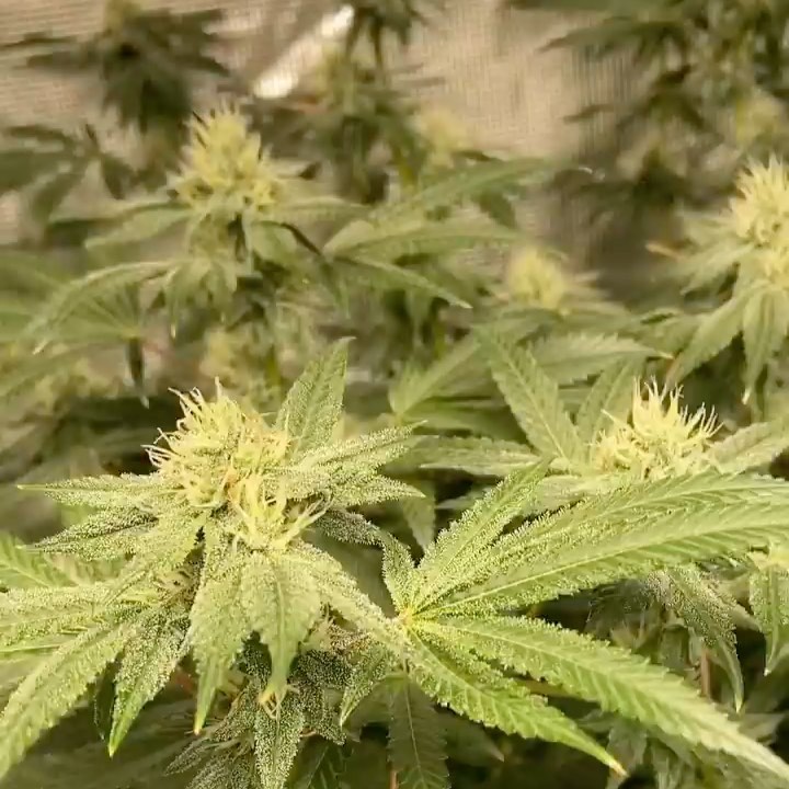 Potent Roots grown flower