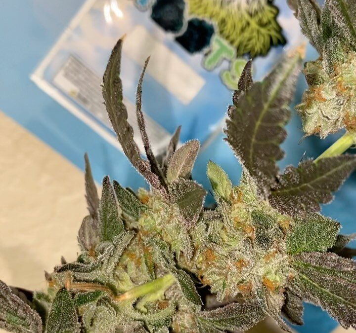 Potent Roots Juice Box strain
