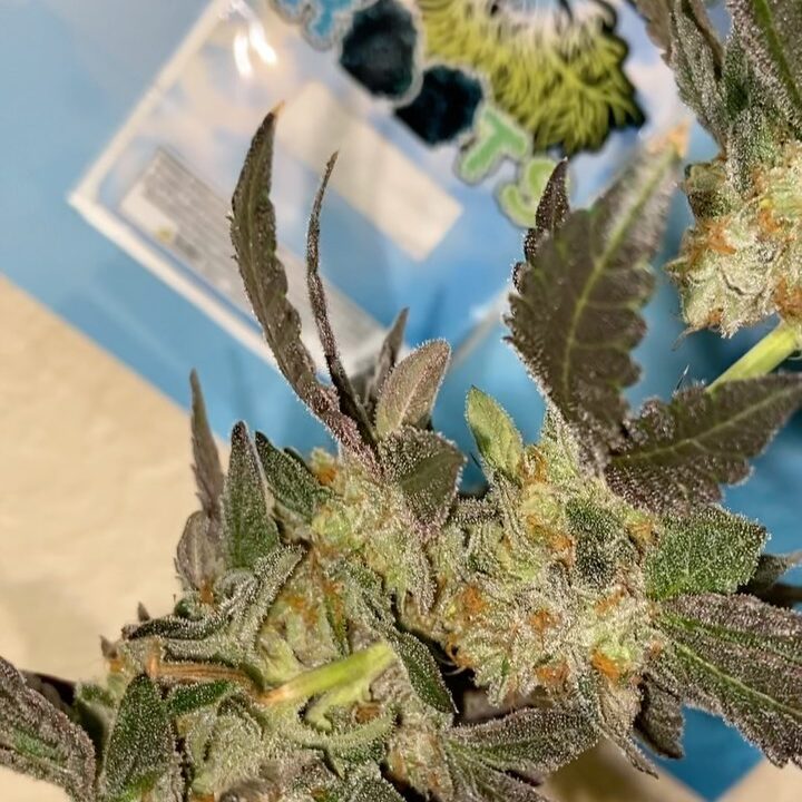 Potent Roots Juice Box strain