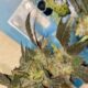 Potent Roots Juice Box strain