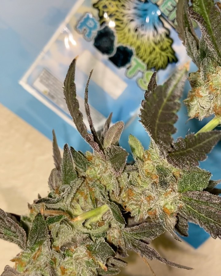 Potent Roots Juice Box strain