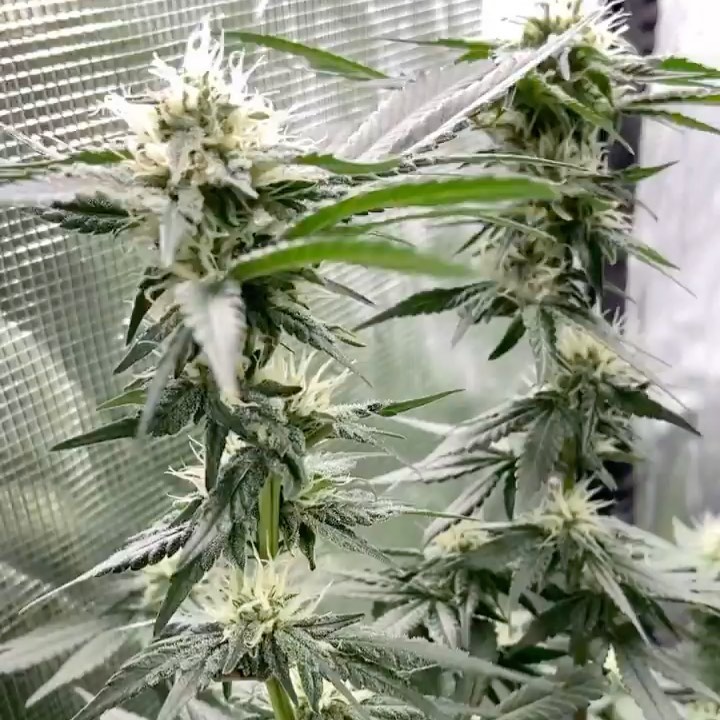 Potent Roots grow