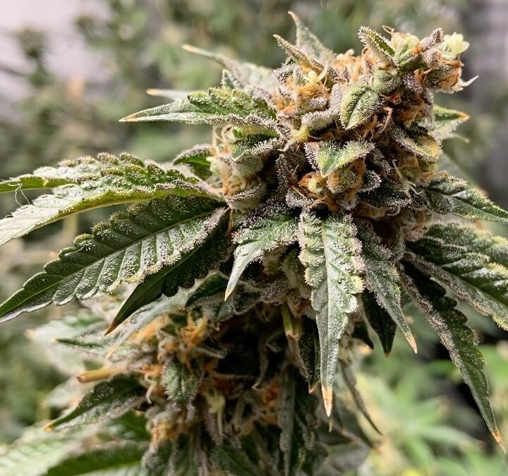 Potent Roots Juice Box flower