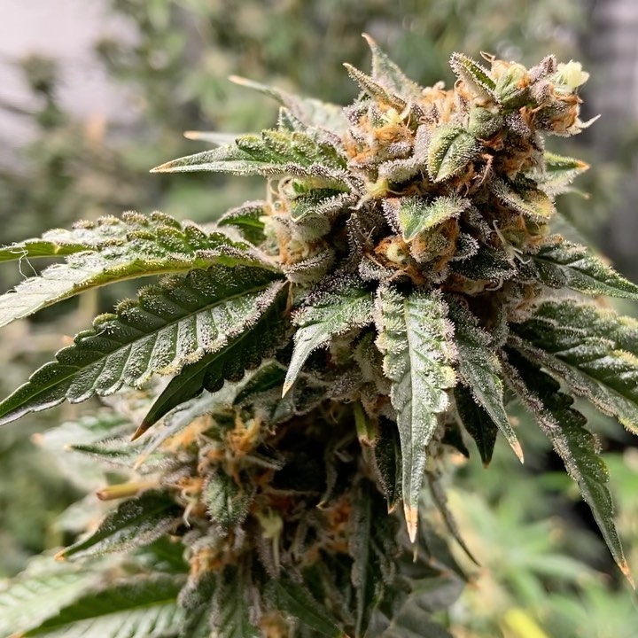 Potent Roots Juice Box flower