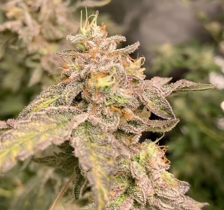 Potent Roots Blowpops strain