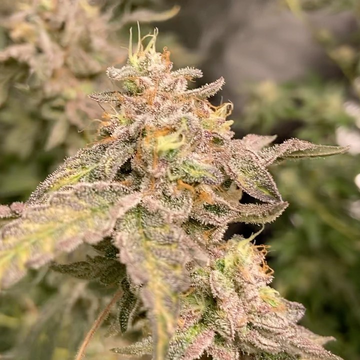 Potent Roots Blowpops strain