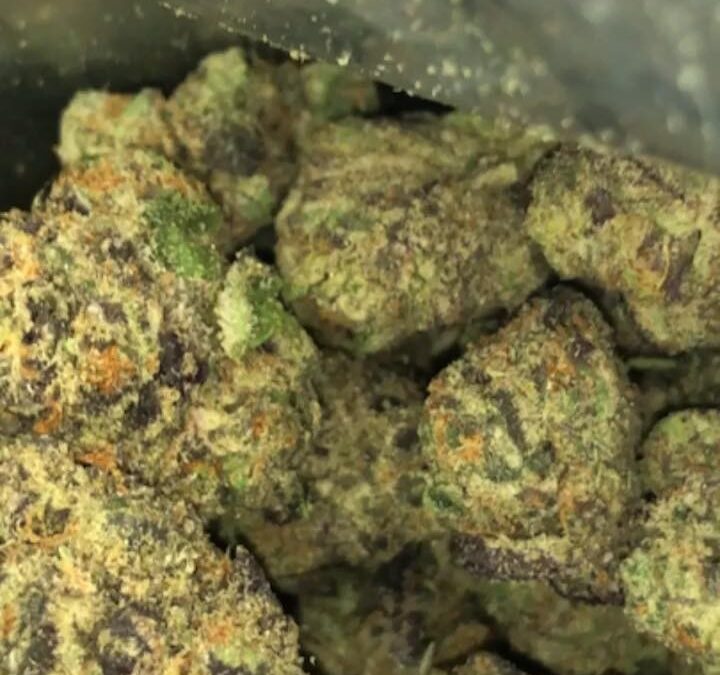 Potent Roots genetics