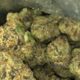 Potent Roots genetics