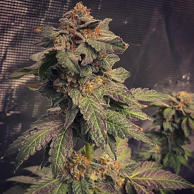 Potent Roots Juicy Banger