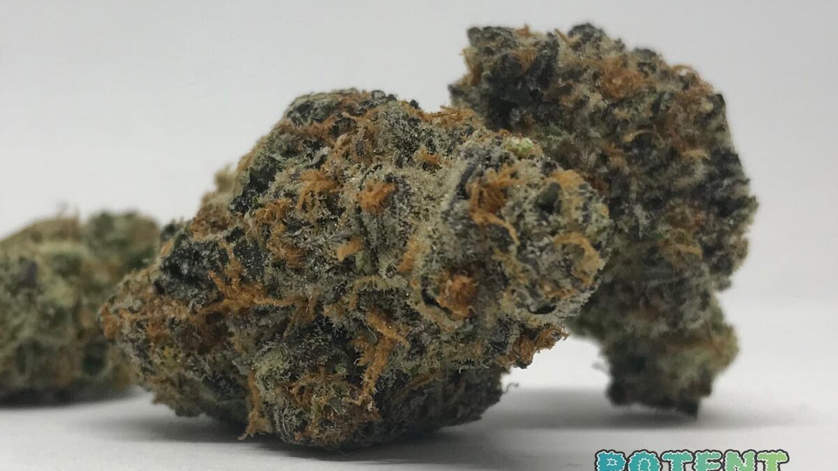 Potent Roots Big Smoke buds