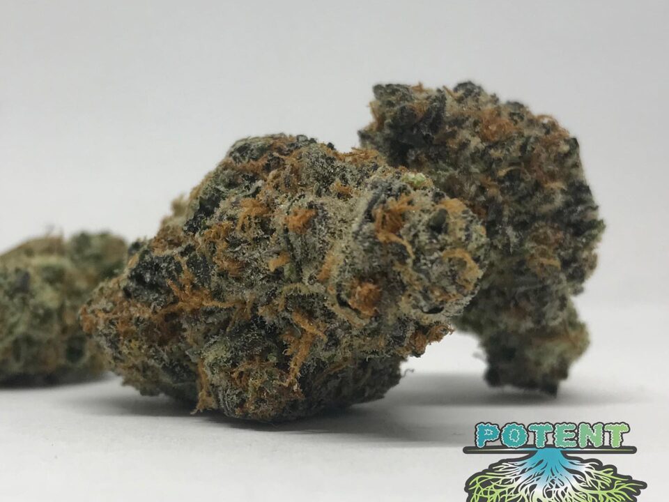 Potent Roots Big Smoke buds